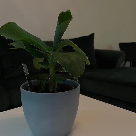 Luxury In Appartement Munich